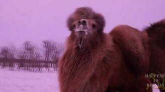 Верблюд в Сибири - смотреть видео (0:57)