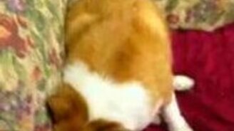 А собачка против! - смотреть видео (0:29)