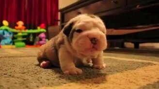 Бульдог возрастом с неделю - смотреть видео (4:57)