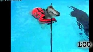 Подборка животных в бассейне - смотреть видео (1:10)