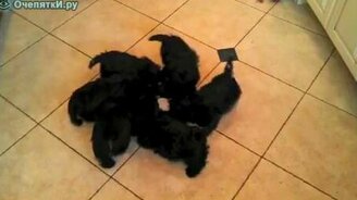 Щенки изображают галактику - смотреть видео (0:44)