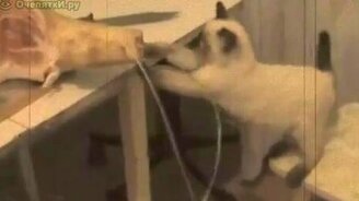 Кошак и мясо - смотреть видео (1:11)