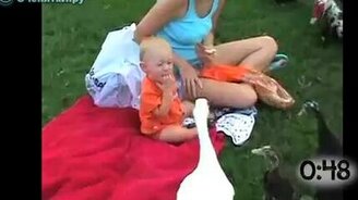 Гуси атакуют! - смотреть видео (0:55)