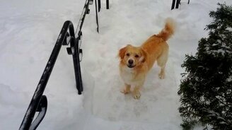 Пёс радуется прогулке в сугробах - смотреть видео (0:55)