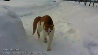 Кот-бесёнок - смотреть видео (0:23)