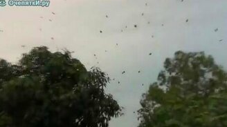 Дождь из пауков - смотреть видео (2:30)