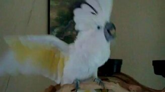 Леди Гага и попугай - смотреть видео (0:29)