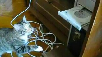 Кошка против дисковода - смотреть видео (0:53)