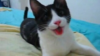 Настоящий котопёс - смотреть видео (1:08)