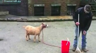 Козлы и бараны пародируют людей - смотреть видео (2:01)