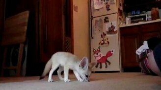 Забавная пустынная лисичка - смотреть видео (2:31)