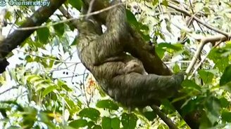 Как ленивцы плавают - смотреть видео (1:21)