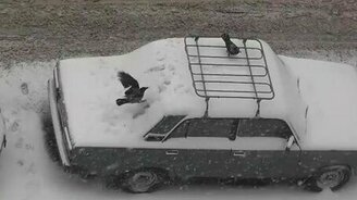 Обкуренные вороны - смотреть видео (2:03)