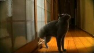 Кот просится войти задней левой - смотреть видео (0:57)