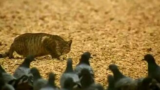 Кот-охотник - смотреть видео (1:27)