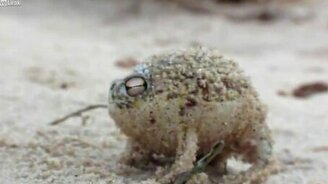 Какая милая лягушка - смотреть видео (0:29)