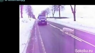 Полицейские ловят свинью - смотреть видео (4:59)