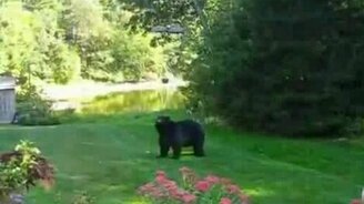Женщина прогонет медведя - смотреть видео (1:05)