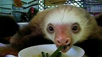 Ленивцы трапезничают - смотреть видео (1:10)