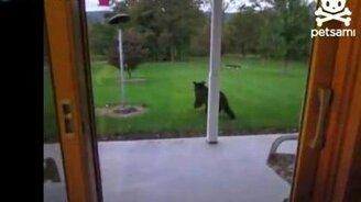 Внезапный мишка - смотреть видео (0:26)