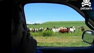 Завлекатель коров - смотреть видео (1:30)