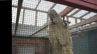 Попугай мяукает - смотреть видео (0:57)