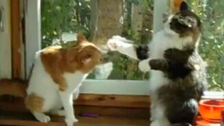 Кошачья борьба в прямом эфире - смотреть видео (0:23)