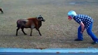 Баран в каске против барана с рогами - смотреть видео (1:01)