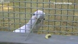 Умный попугай Фигаро - смотреть видео (2:20)