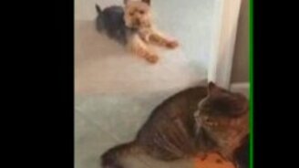 Отвлекающий манёвр для кота - смотреть видео (0:22)