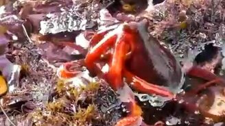 Осьминог ползёт - смотреть видео (3:26)