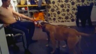 Парень на стуле против двух собак - смотреть видео (0:21)