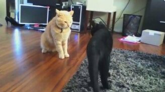 Короткая битва котов - смотреть видео (0:27)