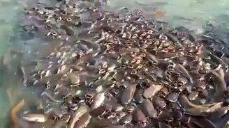 Стая голодной рыбы - смотреть видео (1:03)