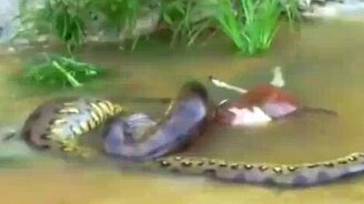 Змее добыча пришлась не по нраву - смотреть видео (2:31)