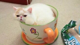 Кошка в кружке - смотреть видео (0:32)