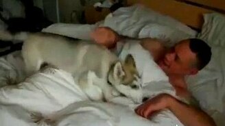 Лайка-будильник - смотреть видео (1:02)