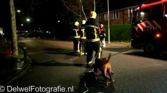 Репка по-голландски - смотреть видео (0:46)