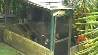 Эпичный побег пса из вольера - смотреть видео (1:49)