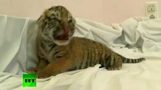 Собака выкормила тигрят - смотреть видео (1:40)