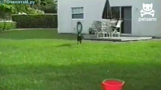 Игрушка для собачьего досуга - смотреть видео (1:40)