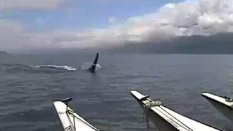 Касатки окружают! - смотреть видео (1:39)