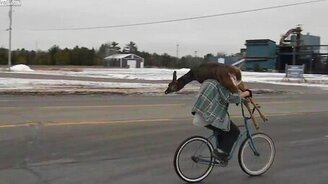 С оленем на велосипеде - смотреть видео (0:20)