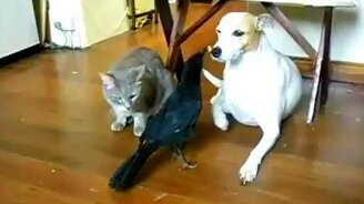 Ворона кормит собаку и кошку - смотреть видео (1:25)