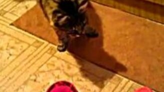 Котяра и тапки - смотреть видео (0:14)