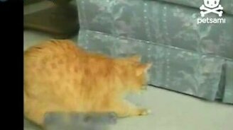 Кошки-мышки с котёнком - смотреть видео (1:01)