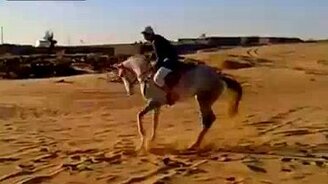 Конь ретивый и ездок-неумеха - смотреть видео (0:27)