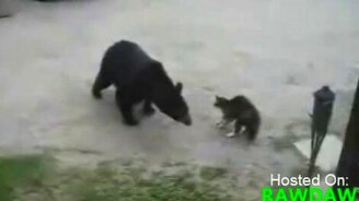 Кот прогнал медвежонка - смотреть видео (0:38)