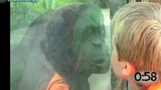 Приматы любят целовать - смотреть видео (1:06)