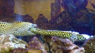 Мурена ест мурену - смотреть видео (0:37)